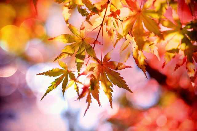 autumn autumn colours autumn leaves beautiful
